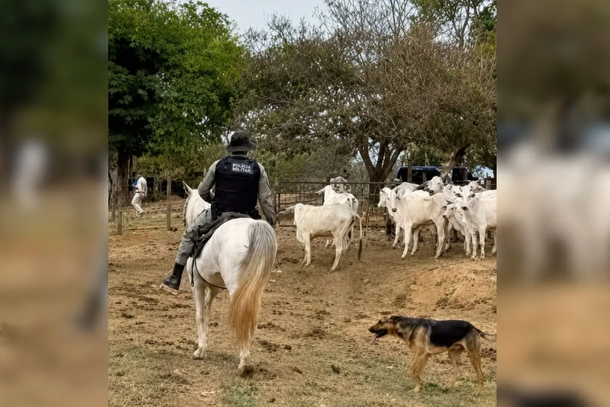 Fazendeiro exige R$ 750 para devolver gado que entrou em propriedade vizinha em Caldas Novas