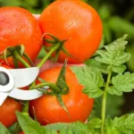 poda-de-tomates:-tecnica-de-5-minutos-em-setembro-garante-amadurecimento-da-colheita-final