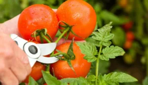 poda-de-tomates:-tecnica-de-5-minutos-em-setembro-garante-amadurecimento-da-colheita-final