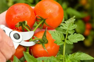 poda-de-tomates:-tecnica-de-5-minutos-em-setembro-garante-amadurecimento-da-colheita-final