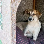 cachorro-abandonado-encontra-abrigo-nas-‘casinhas-do-pai-eterno’,-em-trindade