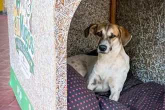 cachorro-abandonado-encontra-abrigo-nas-‘casinhas-do-pai-eterno’,-em-trindade