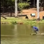 homem-e-detido-apos-tomar-banho-em-lago-onde-pratica-e-proibida-em-goiania