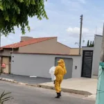 ataque-de-abelhas-mata-cachorro-e-obriga-moradores-a-se-esconderem-dentro-de-igreja,-em-caldas-novas