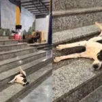 padre-flagra-momento-‘relax’-de-cachorro-em-igreja-de-niquelandia:-‘olha-a-folga’