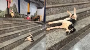 padre-flagra-momento-‘relax’-de-cachorro-em-igreja-de-niquelandia:-‘olha-a-folga’