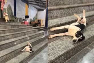 padre-flagra-momento-‘relax’-de-cachorro-em-igreja-de-niquelandia:-‘olha-a-folga’