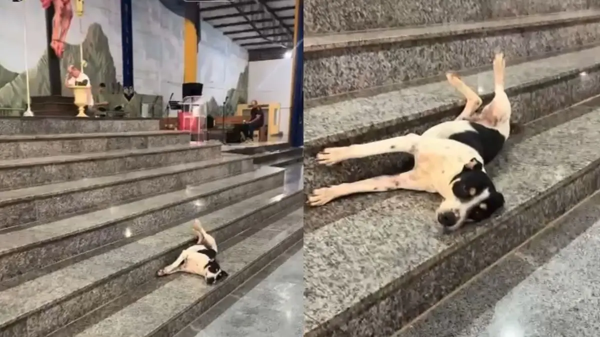 Padre flagra momento ‘relax’ de cachorro em igreja de Niquelândia: ‘olha a folga’