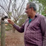 tradicao:-saguis-visitam-chacara-de-jandaia-em-busca-de-frutas-durante-a-seca
