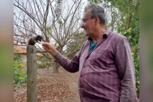 tradicao:-saguis-visitam-chacara-de-jandaia-em-busca-de-frutas-durante-a-seca