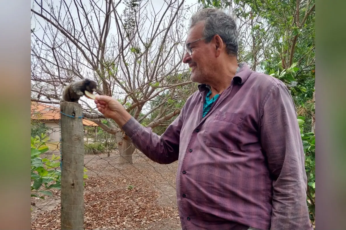 Tradição: saguis visitam chácara de Jandaia em busca de frutas durante a seca