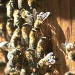 idoso-morre-apos-ataque-de-abelhas-em-fazenda-de-santa-terezinha-de-goias