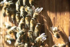 idoso-morre-apos-ataque-de-abelhas-em-fazenda-de-santa-terezinha-de-goias