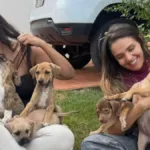grupo-de-protecao-animal-acumula-divida-de-r$-13-mil-e-teme-fechar-em-goiania:-‘nao-temos-como-fazer-nada’