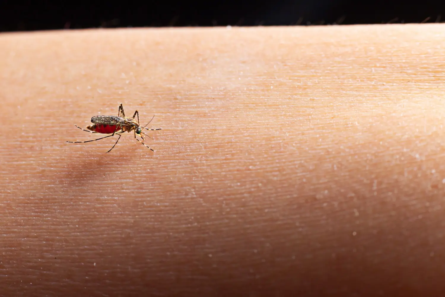 Dengue: avanço do tipo 3 e chuvas irregulares deixam população de Goiás mais suscetível à doença, alerta Saúde