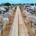 por-que-os-ipes-brancos-florescem-na-seca?-entenda-o-processo-que-transforma-paisagem-de-goiania