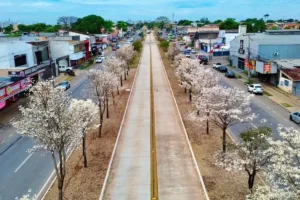 por-que-os-ipes-brancos-florescem-na-seca?-entenda-o-processo-que-transforma-paisagem-de-goiania