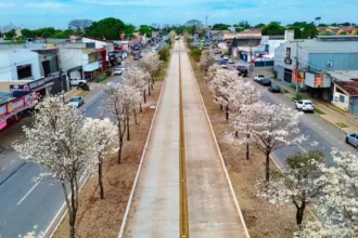 por-que-os-ipes-brancos-florescem-na-seca?-entenda-o-processo-que-transforma-paisagem-de-goiania