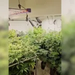 policia-desarticula-esquema-de-venda-de-maconha-disfarcada-de-cannabis-medicinal-em-goias