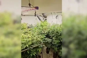 policia-desarticula-esquema-de-venda-de-maconha-disfarcada-de-cannabis-medicinal-em-goias