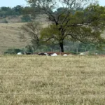 choque-mata-dezenas-de-cabecas-de-gado-que-seriam-leiloadas-em-goias;-veja-qual-foi-o-prejuizo