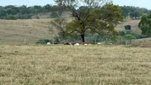 choque-mata-dezenas-de-cabecas-de-gado-que-seriam-leiloadas-em-goias;-veja-qual-foi-o-prejuizo