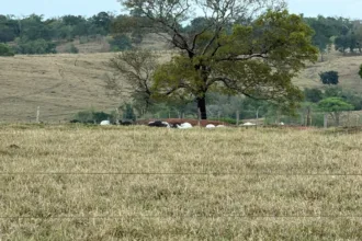 choque-mata-dezenas-de-cabecas-de-gado-que-seriam-leiloadas-em-goias;-veja-qual-foi-o-prejuizo