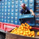 proposta-legislativa-busca-impulsionar-infraestrutura-de-pos-colheita-para-frutas-e-vegetais-no-brasil