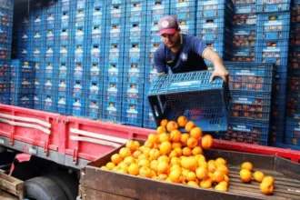 proposta-legislativa-busca-impulsionar-infraestrutura-de-pos-colheita-para-frutas-e-vegetais-no-brasil