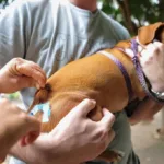 goiania-tera-vacinacao-gratuita-para-caes-e-gatos-contra-a-raiva-neste-sabado-(19);-veja-local