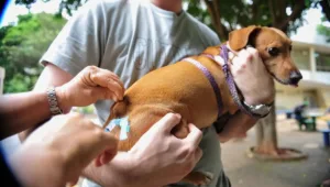goiania-tera-vacinacao-gratuita-para-caes-e-gatos-contra-a-raiva-neste-sabado-(19);-veja-local