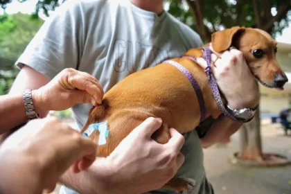 goiania-tera-vacinacao-gratuita-para-caes-e-gatos-contra-a-raiva-neste-sabado-(19);-veja-local