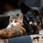 goiania-vai-oferecer-castracao-de-caes-e-gatos-com-microchip-e-kit-pos-operatorio