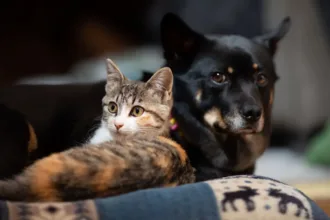goiania-vai-oferecer-castracao-de-caes-e-gatos-com-microchip-e-kit-pos-operatorio