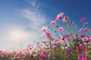estacao-da-primavera-de-2026-tem-inicio-no-dia-22-de-setembro