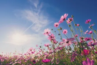 estacao-da-primavera-de-2026-tem-inicio-no-dia-22-de-setembro