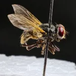 ‘relogios-biologicos’:-perito-criminal-de-goias-explica-como-insetos-podem-narrar-as-ultimas-horas-de-uma-vitima