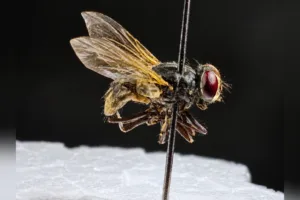 ‘relogios-biologicos’:-perito-criminal-de-goias-explica-como-insetos-podem-narrar-as-ultimas-horas-de-uma-vitima