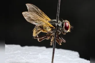 ‘relogios-biologicos’:-perito-criminal-de-goias-explica-como-insetos-podem-narrar-as-ultimas-horas-de-uma-vitima
