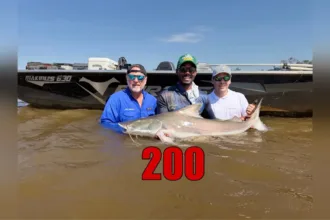pousada-bate-meta-de-200-piraibas-capturadas-no-araguaia-e-mira-1-mil-em-2027