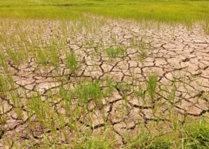 el-nino-traz-calor-acima-de-40-°c-e-temporais-no-sul-do-brasil