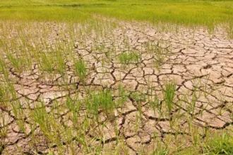 el-nino-traz-calor-acima-de-40-°c-e-temporais-no-sul-do-brasil