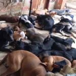 forcada-a-mudar-de-local-por-causa-da-venda-do-imovel,-dona-de-abrigo-com-250-animais-faz-rifas-para-cobrir-custos