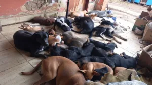 forcada-a-mudar-de-local-por-causa-da-venda-do-imovel,-dona-de-abrigo-com-250-animais-faz-rifas-para-cobrir-custos