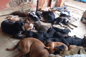 forcada-a-mudar-de-local-por-causa-da-venda-do-imovel,-dona-de-abrigo-com-250-animais-faz-rifas-para-cobrir-custos