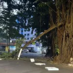 comurg-recolhe-galho-gigante-caido-no-setor-oeste-e-aguarda-parecer-do-mp-para-remover-gameleiras