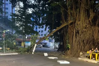 comurg-recolhe-galho-gigante-caido-no-setor-oeste-e-aguarda-parecer-do-mp-para-remover-gameleiras