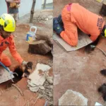 bombeiros-resgatam-cinco-filhotes-presos-em-buraco-em-lote-baldio-de-caldas-novas
