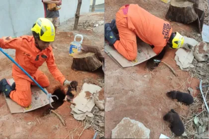 bombeiros-resgatam-cinco-filhotes-presos-em-buraco-em-lote-baldio-de-caldas-novas