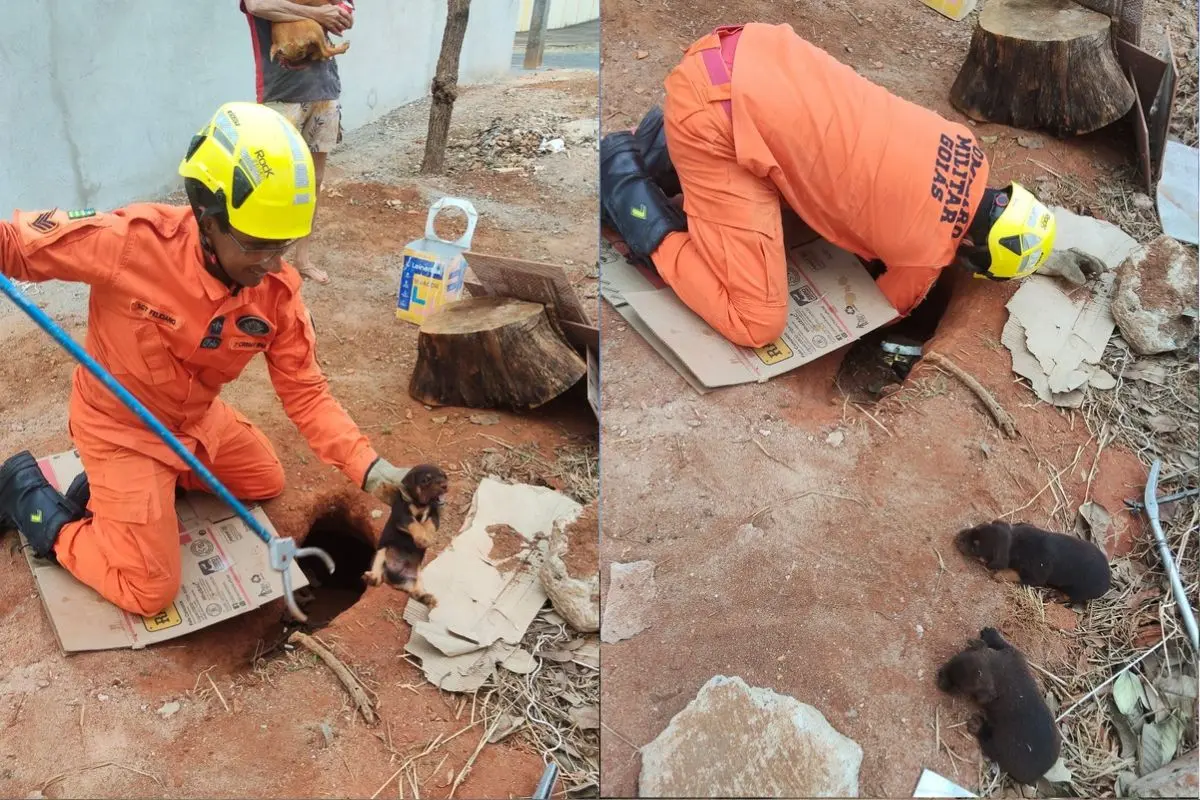 Bombeiros resgatam cinco filhotes presos em buraco em lote baldio de Caldas Novas